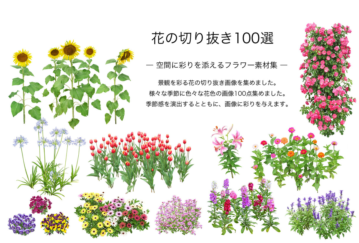 【BEST素材】花の切り抜き100選―空間に彩りを添えるフラワー素材集
