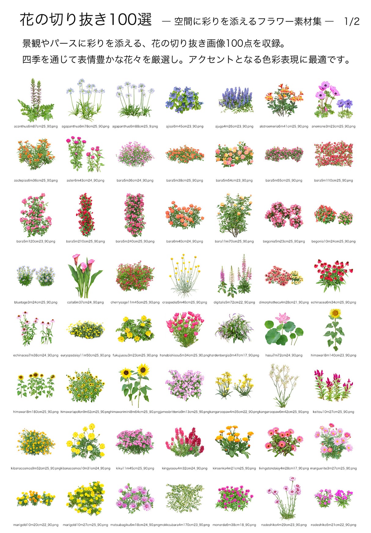 【BEST素材】花の切り抜き100選―空間に彩りを添えるフラワー素材集