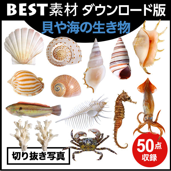 bestsozai0041