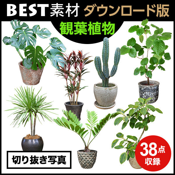 bestsozai0036