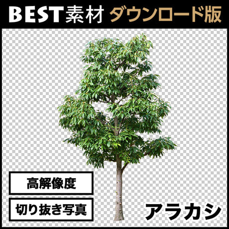 bestsozai0004