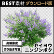 bestsozai0015