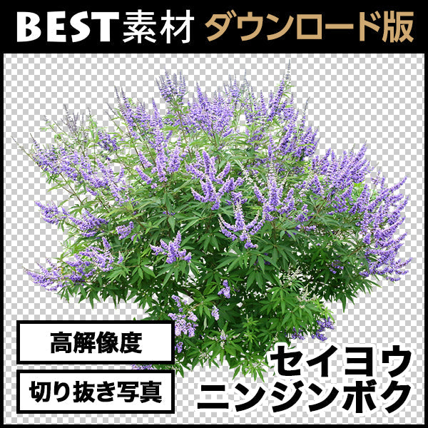 bestsozai0015