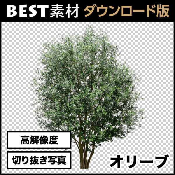 bestsozai0005