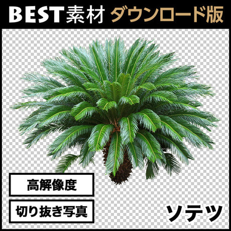 bestsozai0017