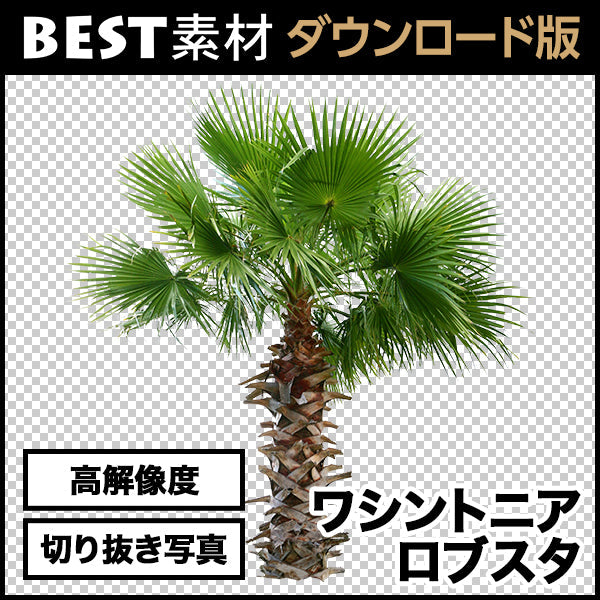 bestsozai0029