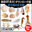 bestsozai0041
