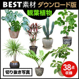 bestsozai0036
