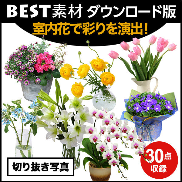bestsozai0044