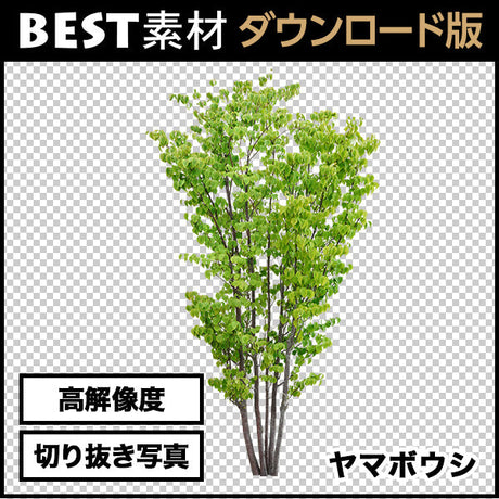 bestsozai0055