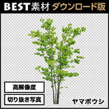bestsozai0056
