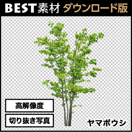 bestsozai0056
