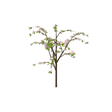 dogwoodh01