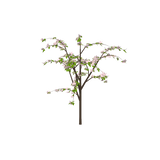 dogwoodh01