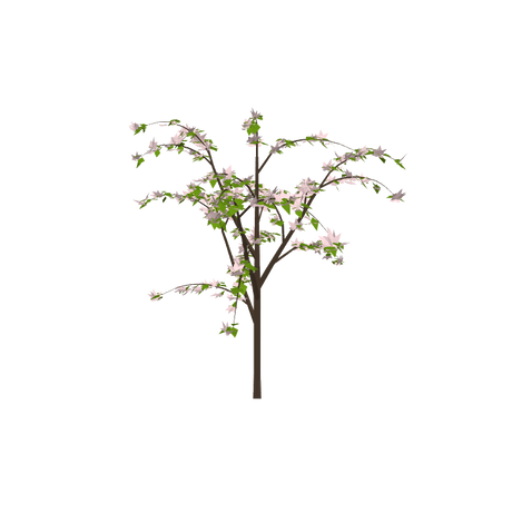 dogwoodh01