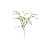 dogwoodh01