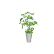 foliageplantq01