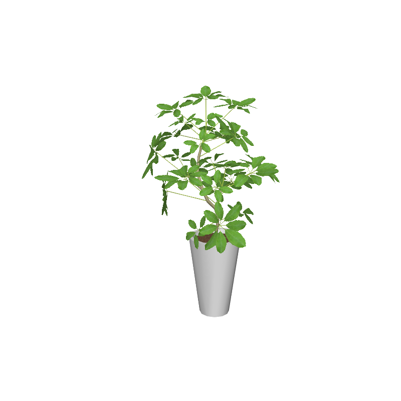 foliageplantq01