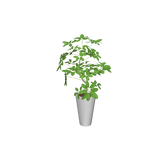 foliageplantq01