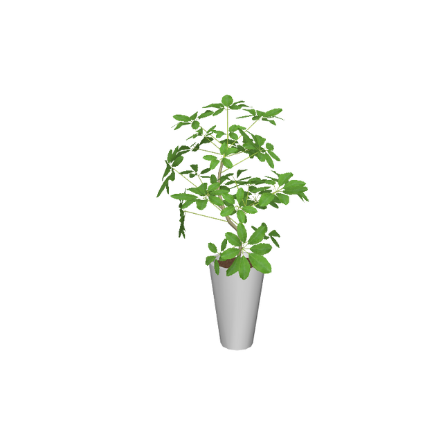 foliageplantq01