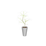 foliageplantq01