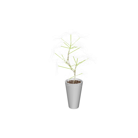 foliageplantq01