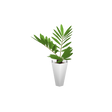 foliageplantq02