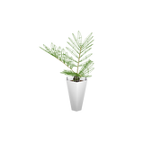 foliageplantq02