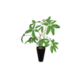 foliageplantq03