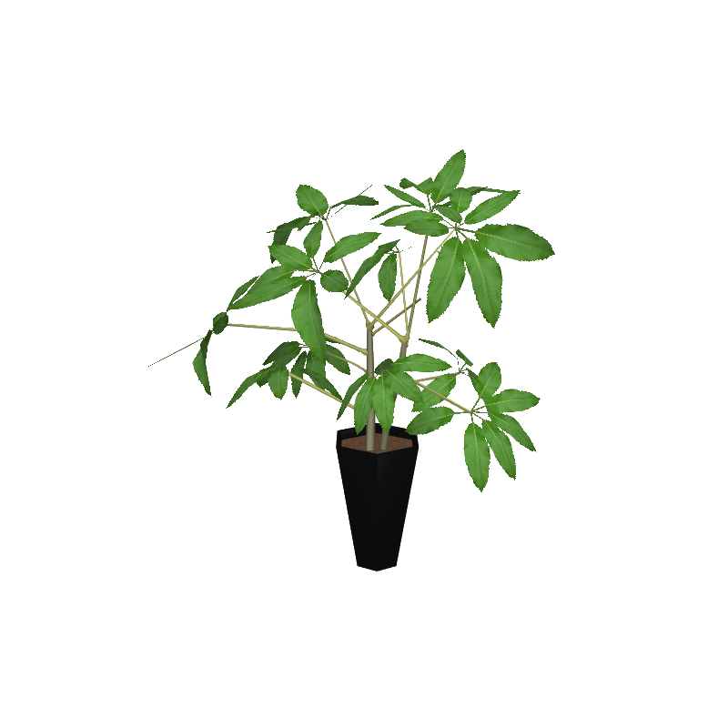 foliageplantq03