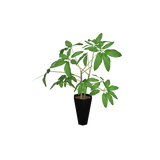 foliageplantq03