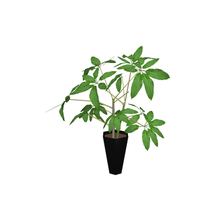 foliageplantq03