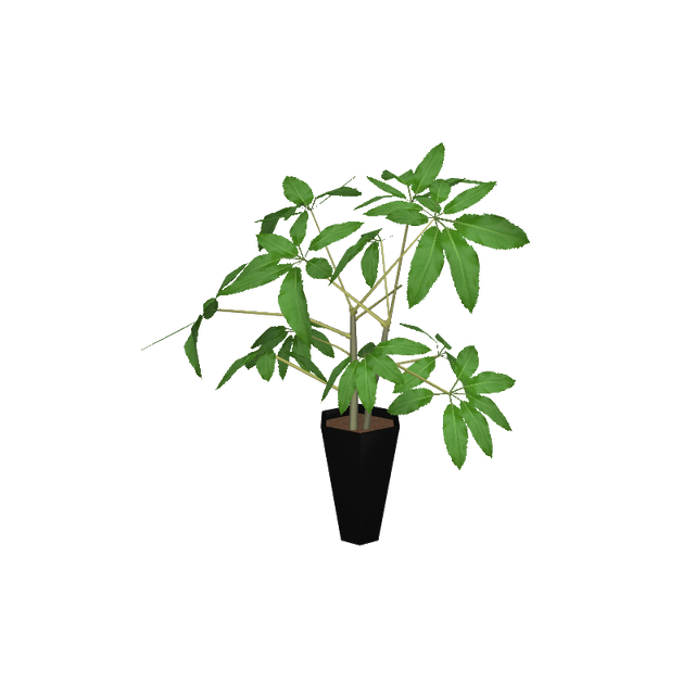 foliageplantq03