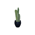 foliageplantq05