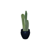 foliageplantq05