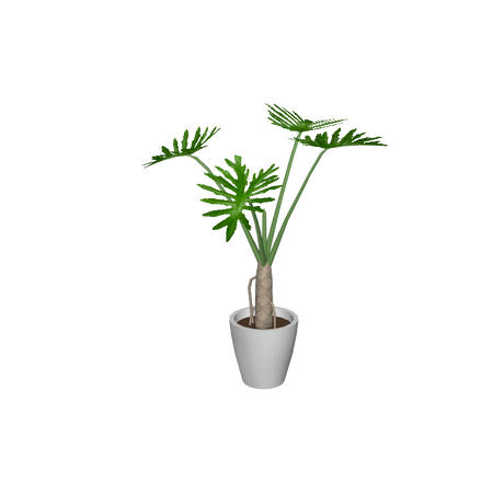 foliageplantq10