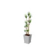 beauty_houseplants001