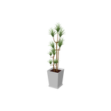 beauty_houseplants001