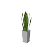 beauty_houseplants002