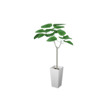 cafe_p-houseplants004