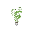 cafe_p-houseplants005