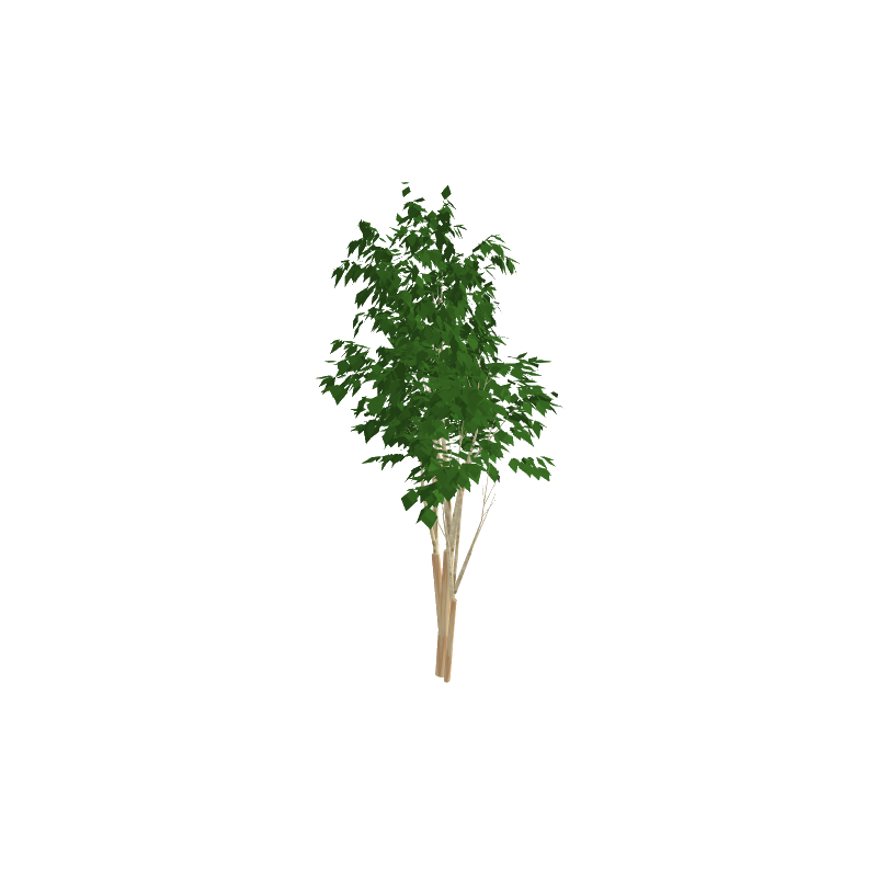 tree02