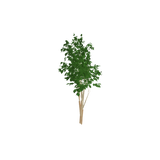 tree02