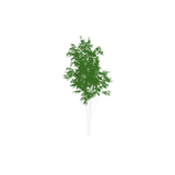 tree02