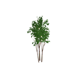 tree03