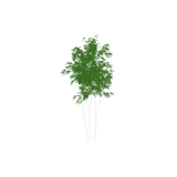 tree03