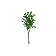 tree04