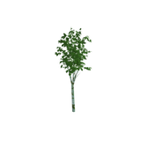 tree04