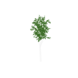 tree04