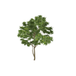 treeae04